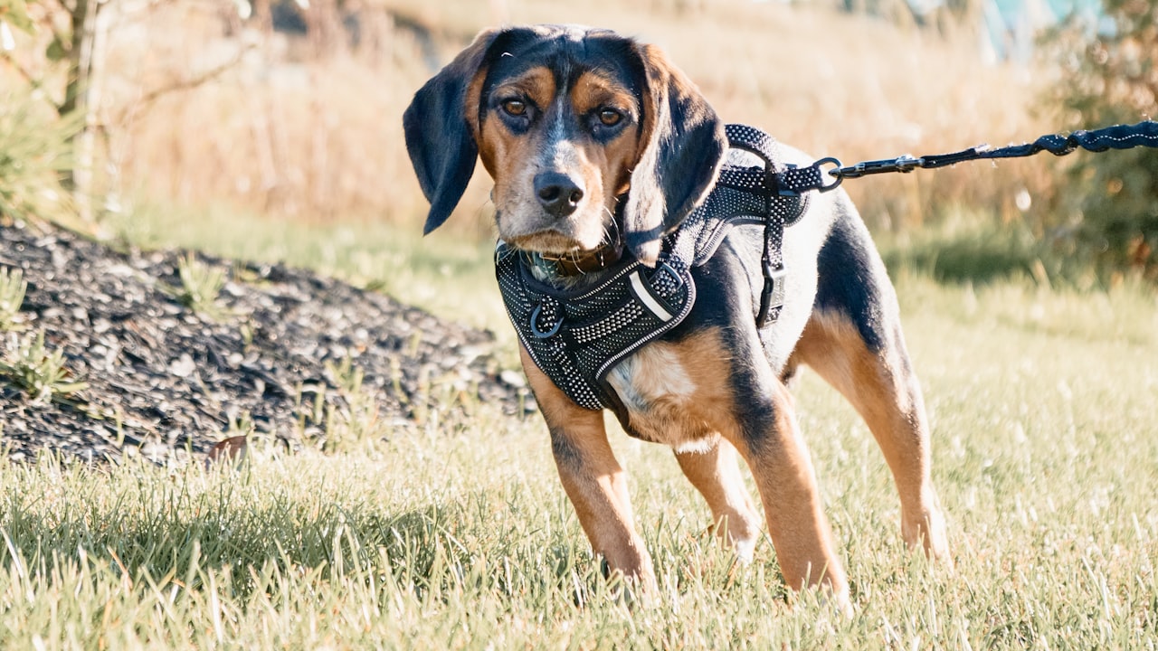 Beginner's Guide: 4 Simple Steps To Wear Your Burgundy Wig